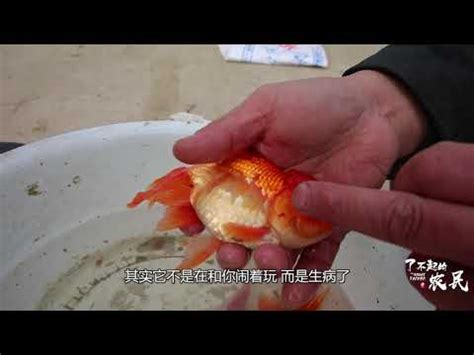 死魚 處理|【魚死了怎麼辦】魚兒説掰掰！魚死了怎麼辦？從遺體。